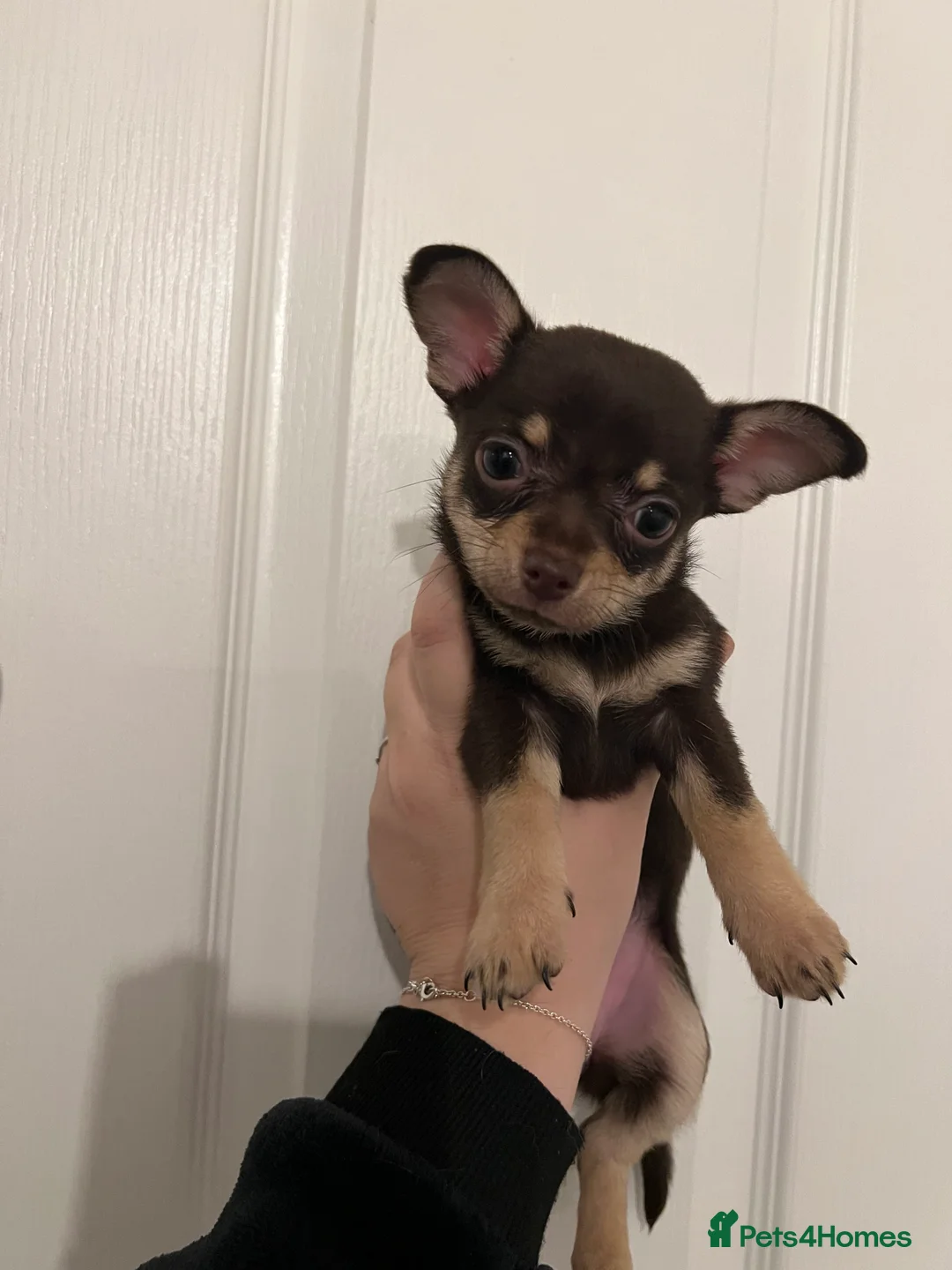 Chihuahua dogs for sale: Beautiful chocolate and fawn girls  in Gravesend - Advert 7