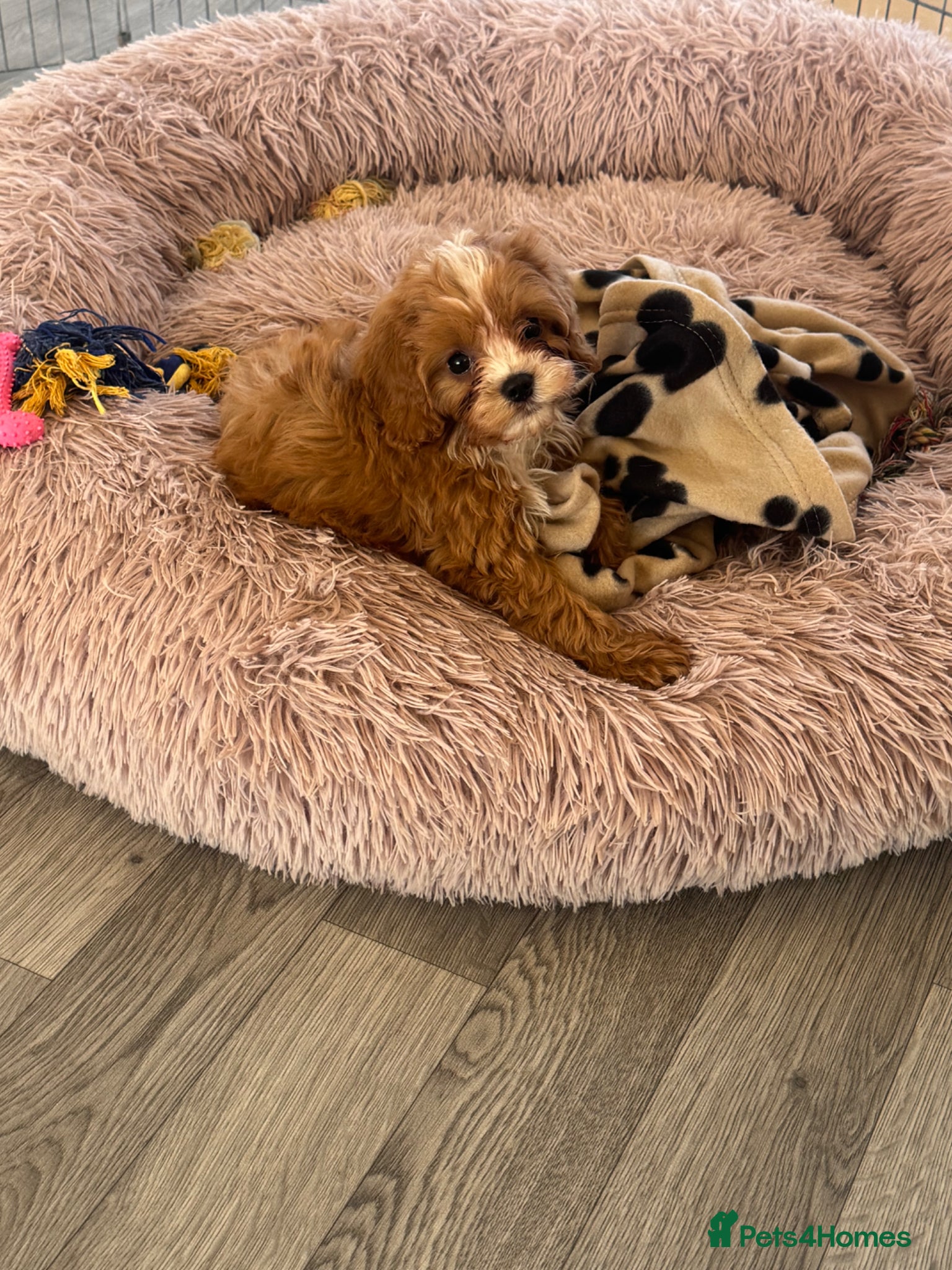 Cavapoo dogs Tiny toy cavapoos  - Advert 1