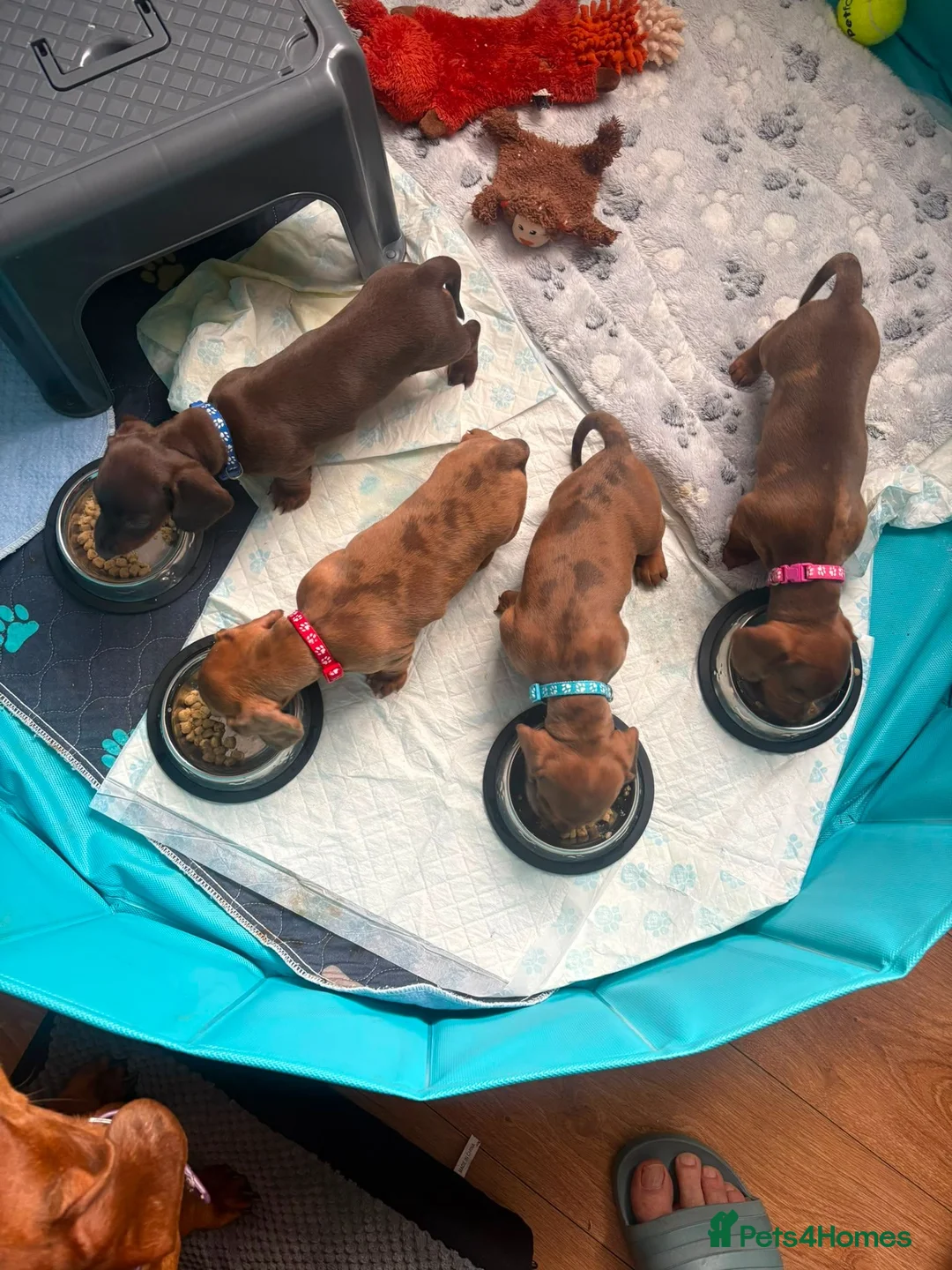 Miniature Dachshund dogs for sale: Beautiful Miniature Dachshunds 🐾 in Wednesbury - Advert 25