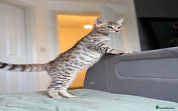 Savannah cats for sale: KIWANGA PEDIGREE F3 SAVANNAH KITTENS  - Image 34