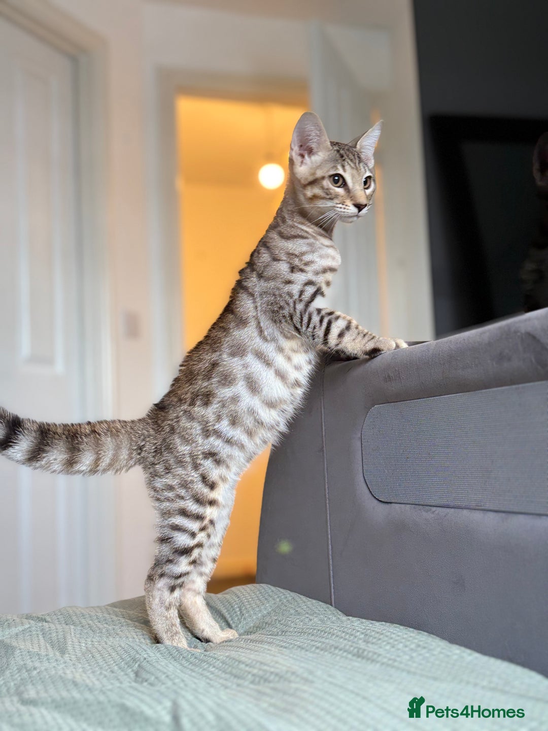 Savannah cats for sale: KIWANGA PEDIGREE F3 SAVANNAH KITTENS  - Image 34