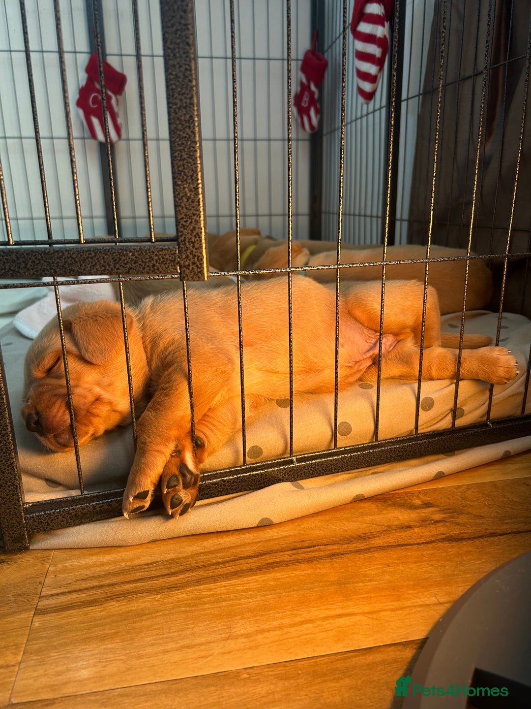 Labrador Retriever dogs for sale: 5 Pedigree KC Reg Fox Red Labs ready NYE  - Advert 13