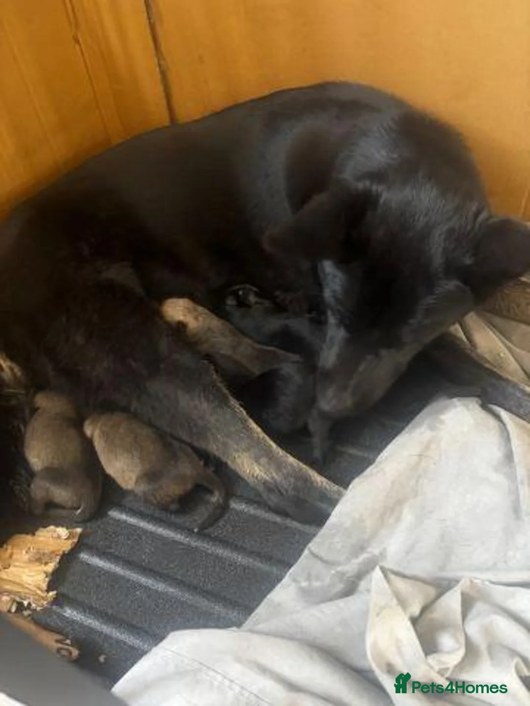 German Shepherd dogs for sale: GERMAN SHEPHERDS  - Advert 19