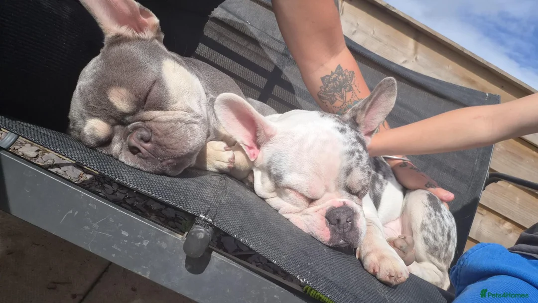 French Bulldog dogs for sale: Male frenchie in Newtown - Advert 4