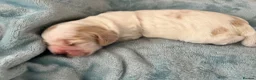 Cocker Spaniel dogs for sale: Gorgeous Show Type Cocker Spaniel Puppies KC Reg - Advert 11