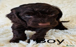 Cockapoo dogs for sale: stunning merle cockapoo puppies, ready 21st august - Image 10