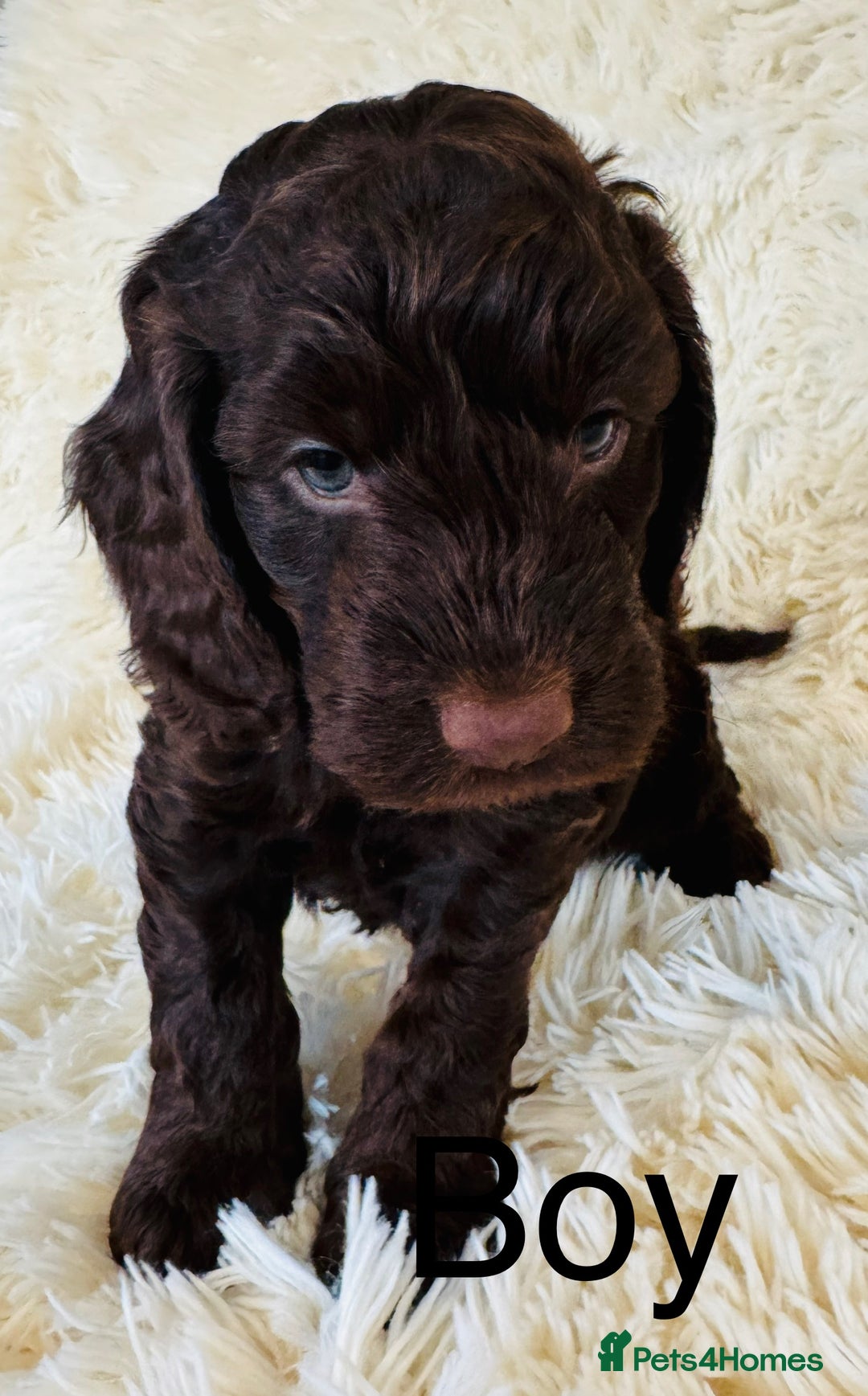 Cockapoo dogs for sale: stunning merle cockapoo puppies, ready 21st august - Image 10