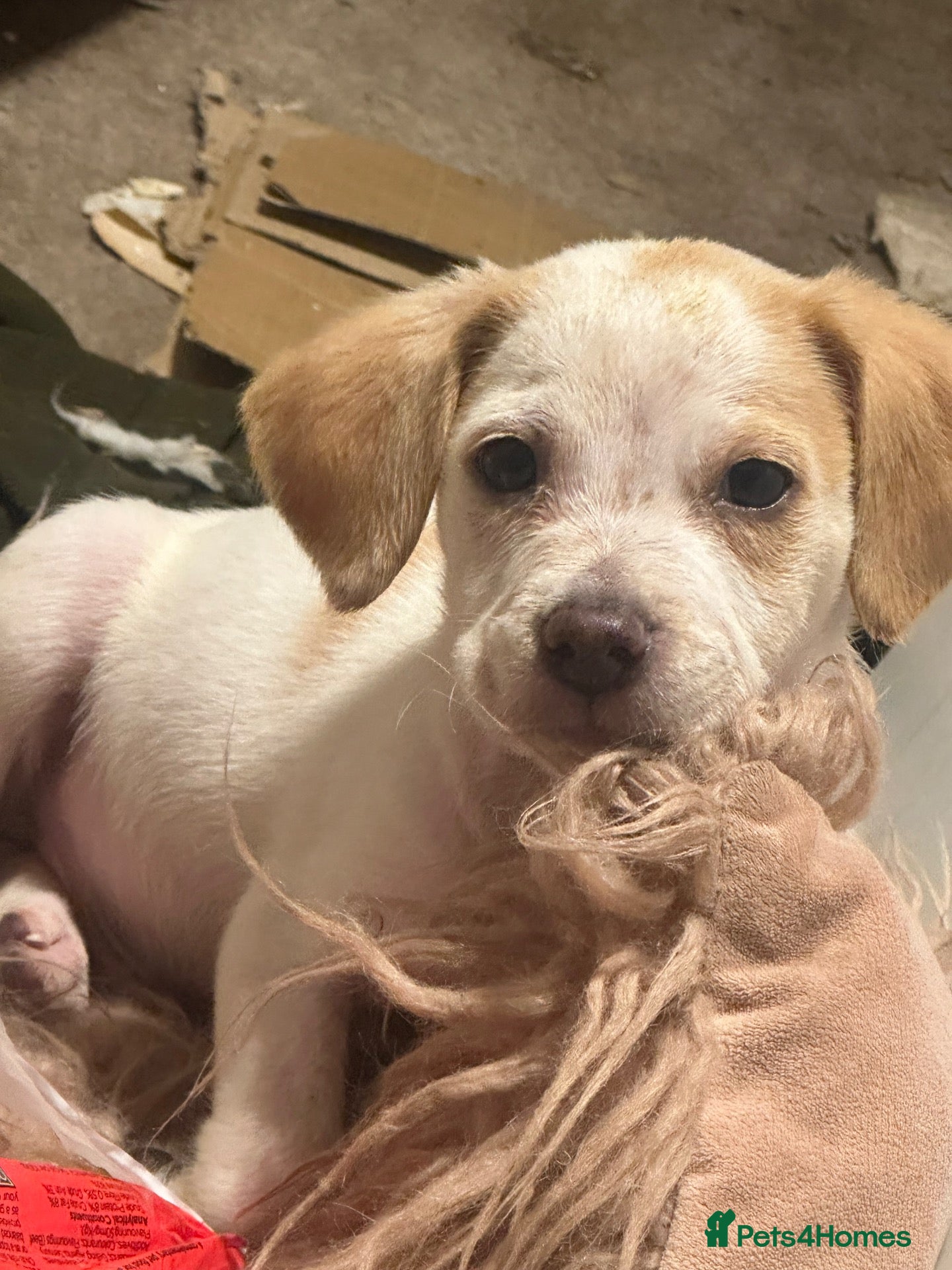 Mixed Breed dogs Mixed breed puppies - Advert 5