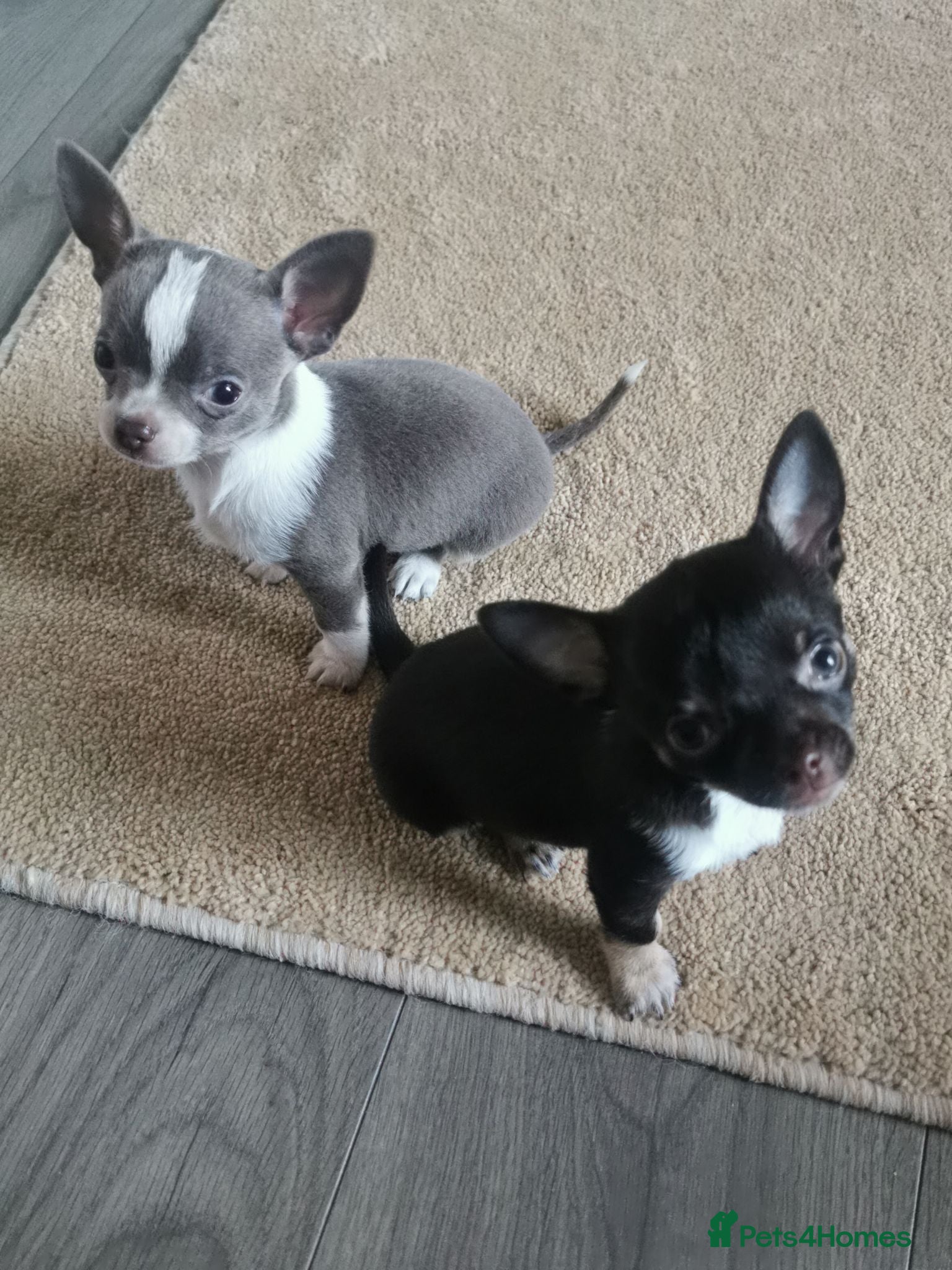 Chihuahua dogs KC registered chihuahua, 1 male 1 female - Advert 19