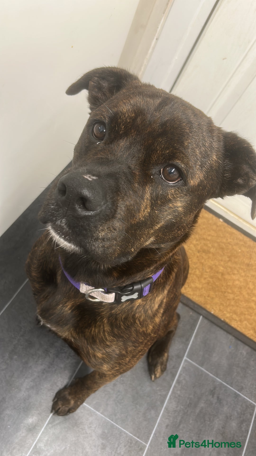 Mixed Breed dogs for sale: Beautiful Zara  - Advert 2