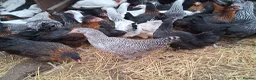 Chickens poultry for sale: Coloured hybrids pullets all female  - Advert 5