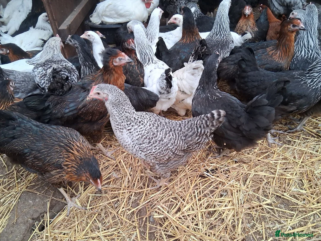 Chickens poultry for sale: Coloured hybrids pullets all female  - Advert 5