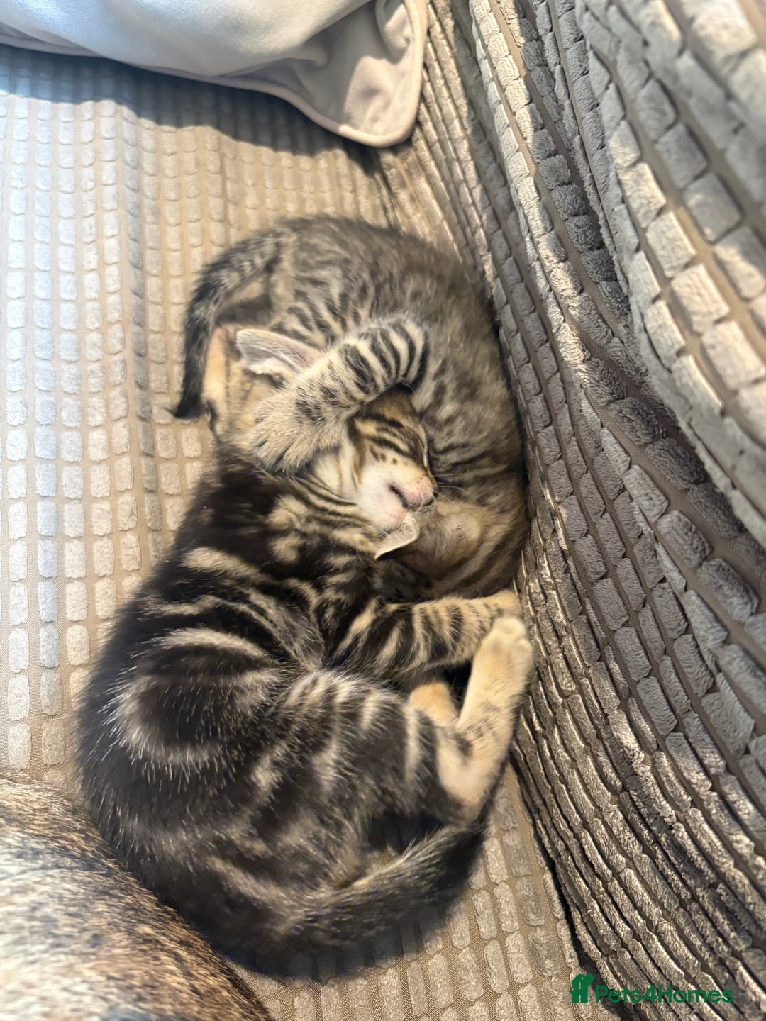 Bengal cats for sale: bengal kittens  - Advert 8