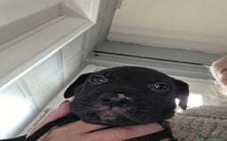 Mixed Breed dogs for sale: Cane corso x lurcher  - Image 6