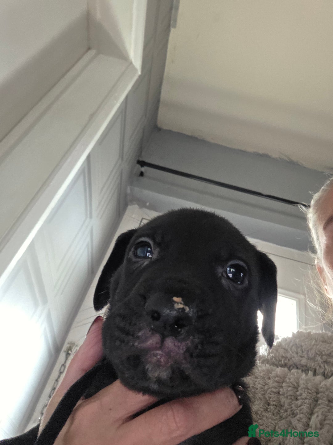 Mixed Breed dogs for sale: Cane corso x lurcher  - Image 6