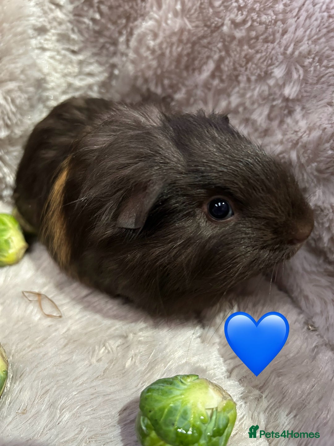 Guinea Pig rodents for sale: GORGEOUS BABY GUINEA PIGS - Advert 7