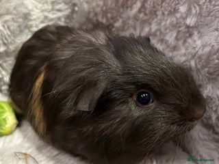Guinea Pig rodents GORGEOUS BABY GUINEA PIGS - Advert 5