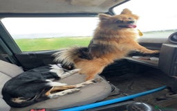 Pomeranian dogs for sale: Pomeranian puppies  - Image 5