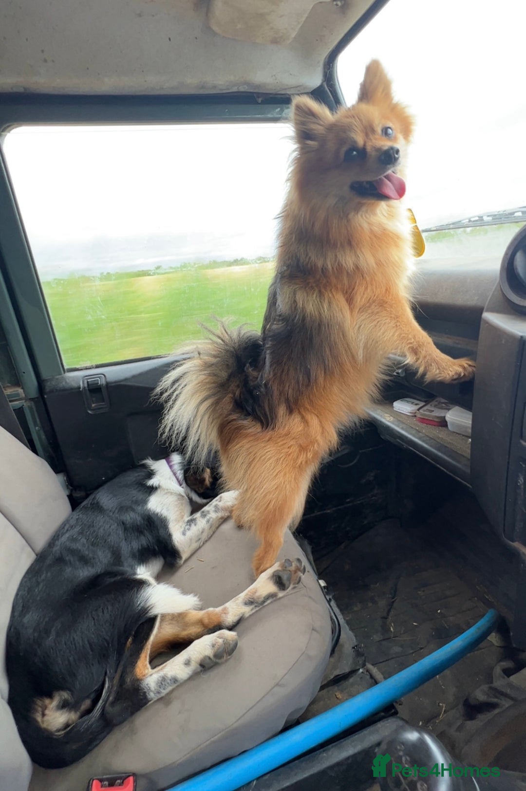 Pomeranian dogs for sale: Pomeranian puppies  - Image 5