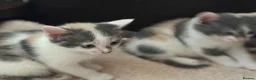 Domestic Shorthair cats for sale: Stunning energetic kittens - Advert 8