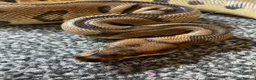 Gecko reptiles for sale: Current reptiles available  - Advert 11