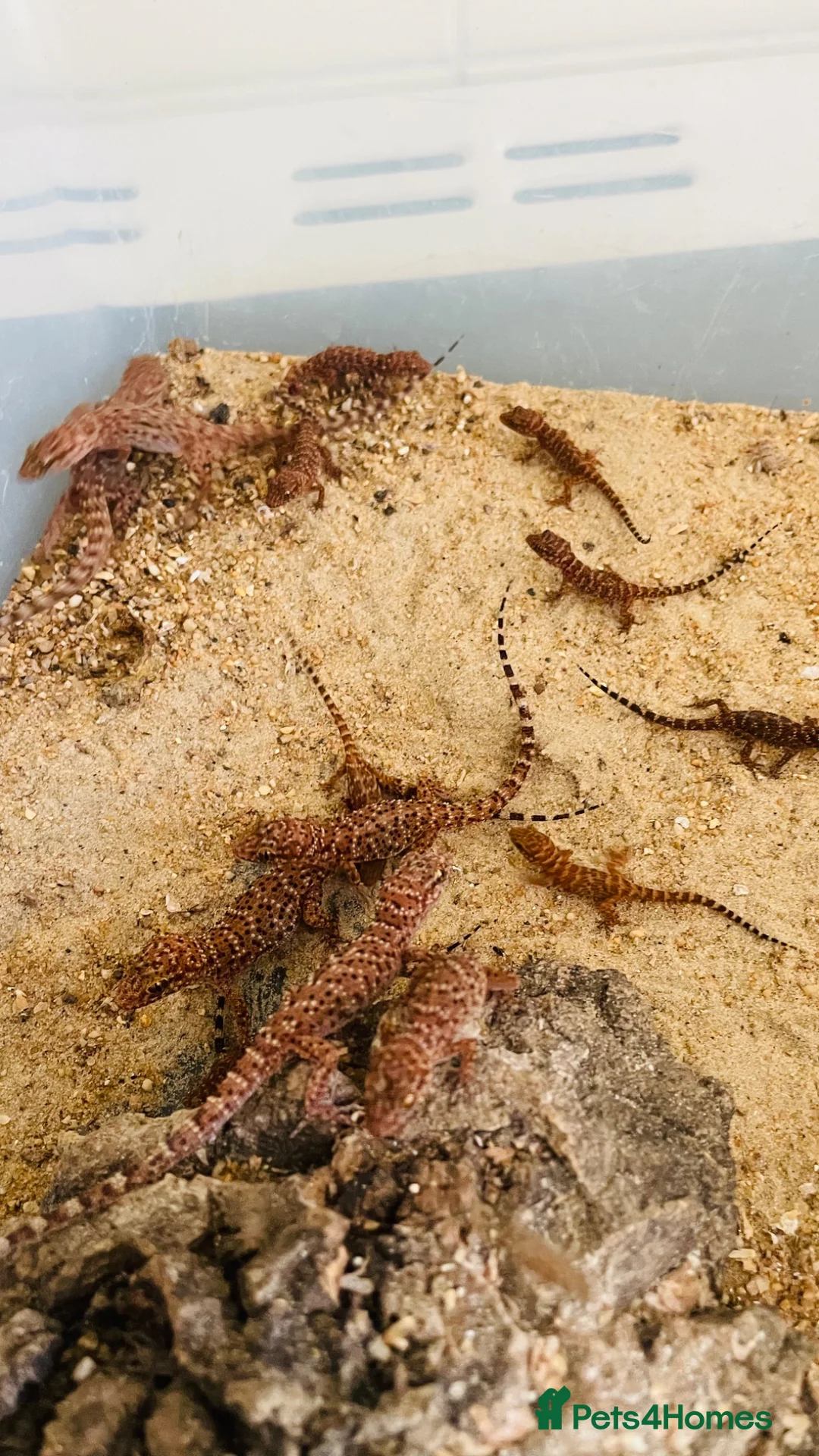 Gecko reptiles for sale: Bynoe Geckos🦎 “Heteronotia  binoei “ CB26   - Advert 2