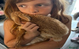 Mixed Breed rabbits for sale: 4 baby rabbits for sale.  - Image 6