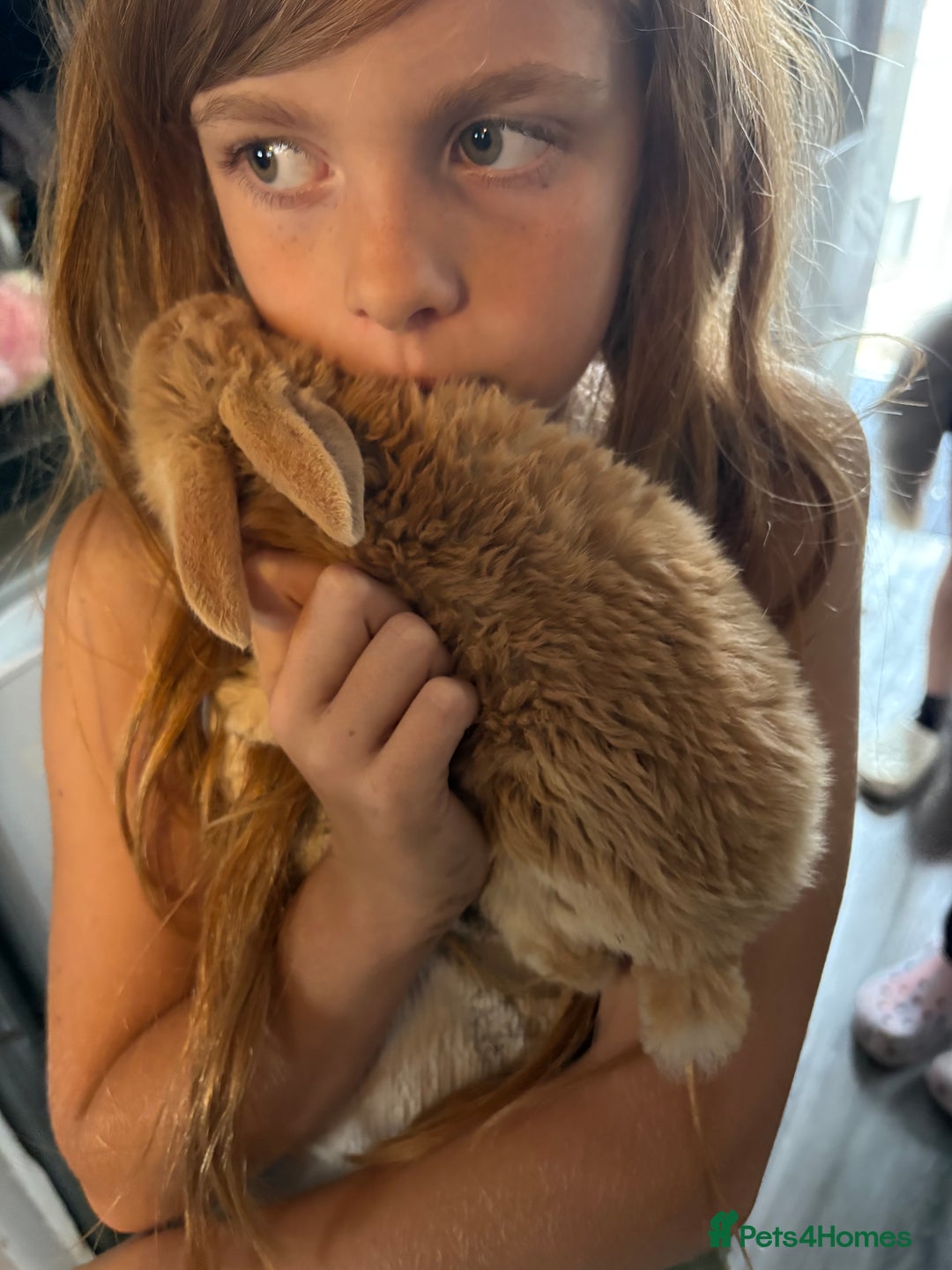 Mixed Breed rabbits for sale: 4 baby rabbits for sale.  - Image 6