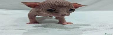 Sphynx 5 - Girl