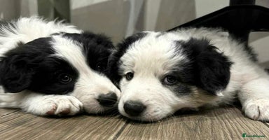 Border Collie dogs - Advert 5