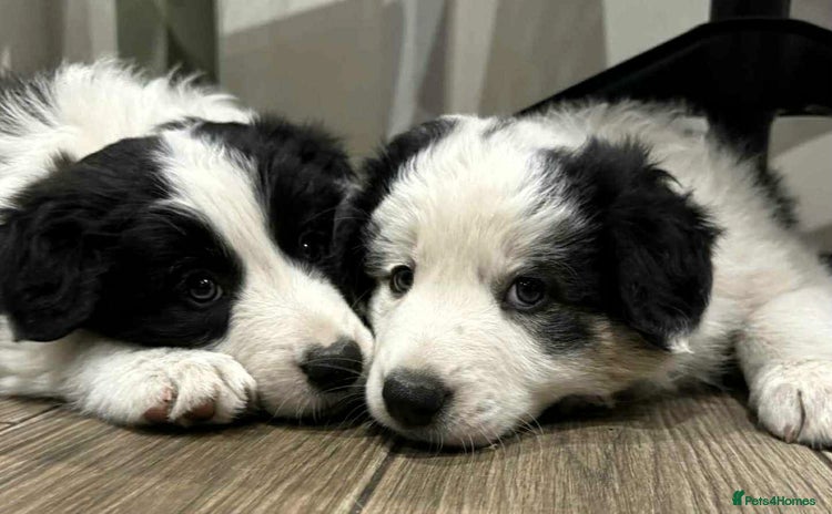 Border Collie dogs - Advert 2