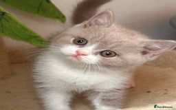 British Shorthair cats for sale: Champion Parents - Bi Colour  British Shorthair  - Image 1