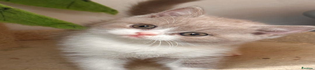 British Shorthair Kitten 5