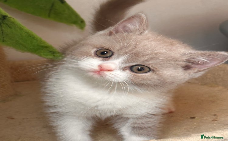 British Shorthair cats - Advert 16