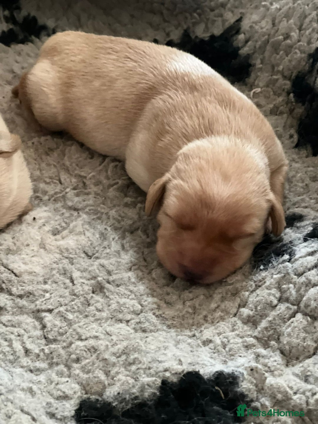 Labrador Retriever dogs for sale: Labrador puppies - Image 2