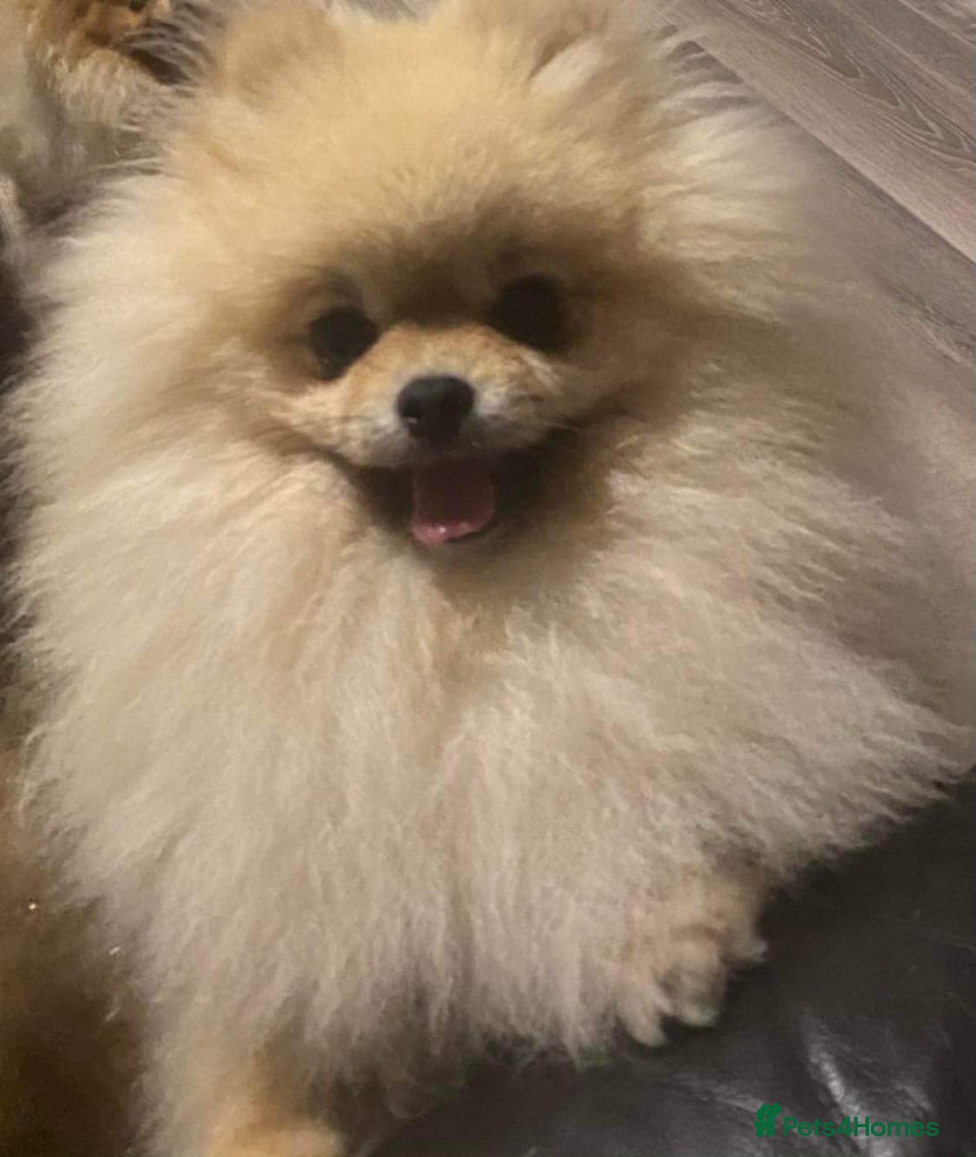 Pomeranian dogs for sale: Beautiful Pomeranian  - Image 12