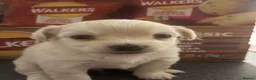 Chihuahua dogs for sale: White long hair Apple head chihuahua  - Advert 11