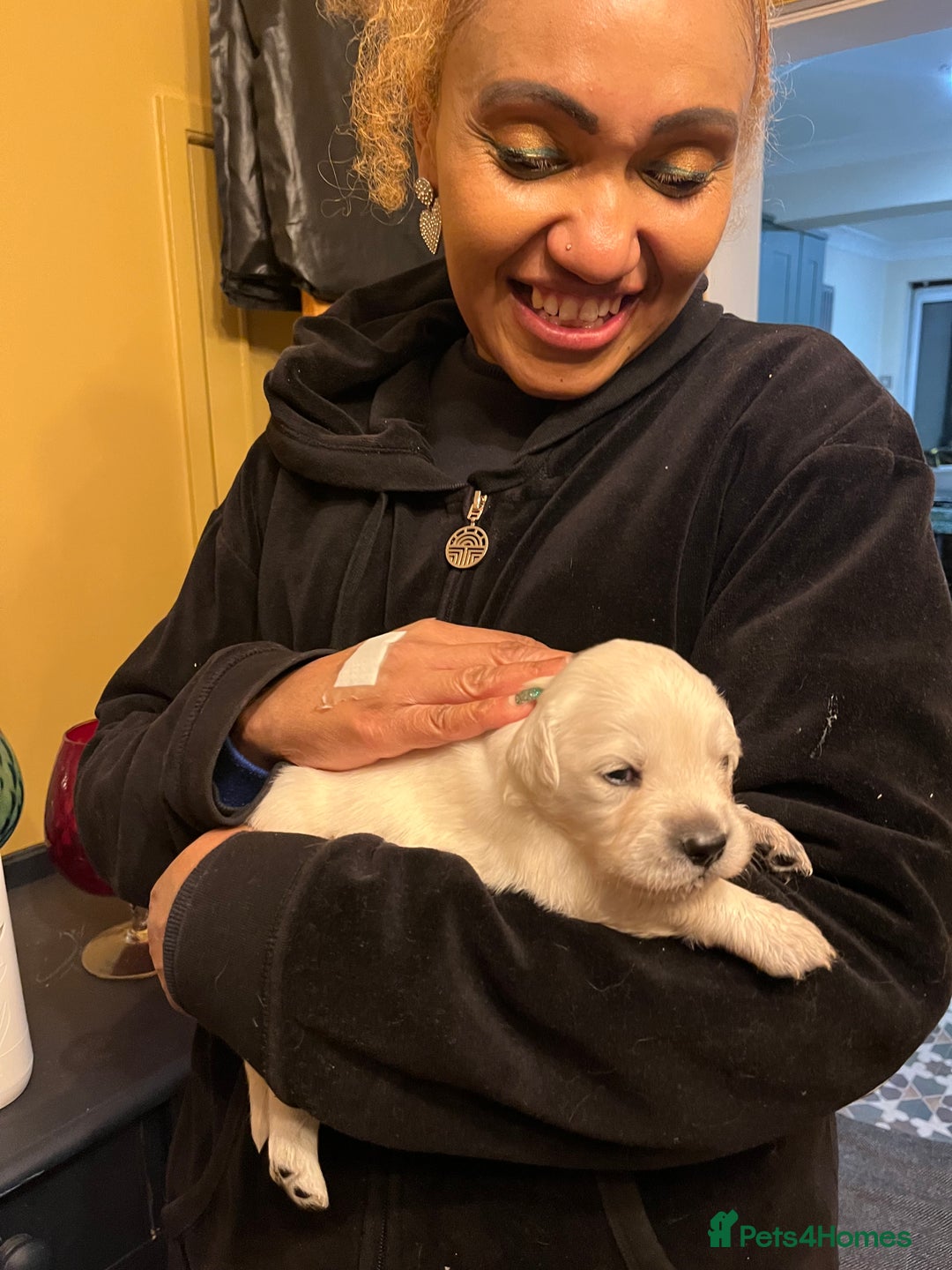 Golden Retriever dogs for sale: Golden retriever pups - Advert 7