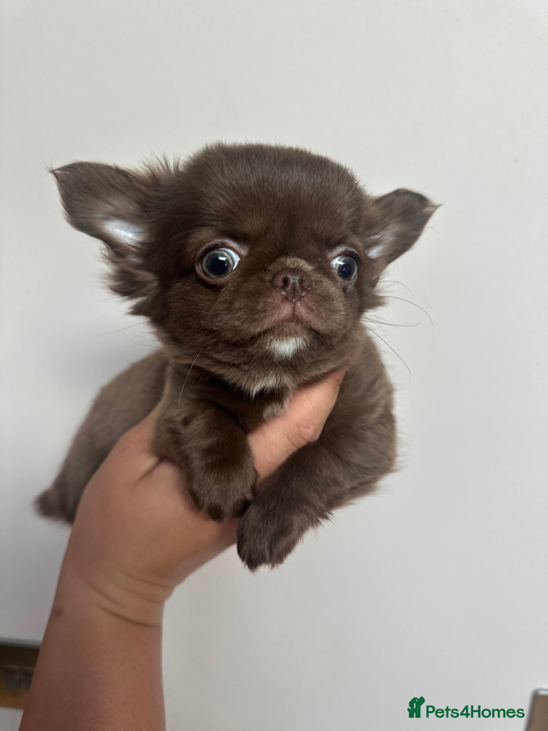 Chihuahua dogs for stud: KC registered/health tested  in London - Advert 6