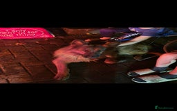 German Shepherd dogs for sale: 4 years and a half quality GSD female for sale - Image 1