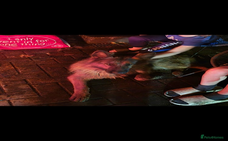 German Shepherd dogs - Advert 3