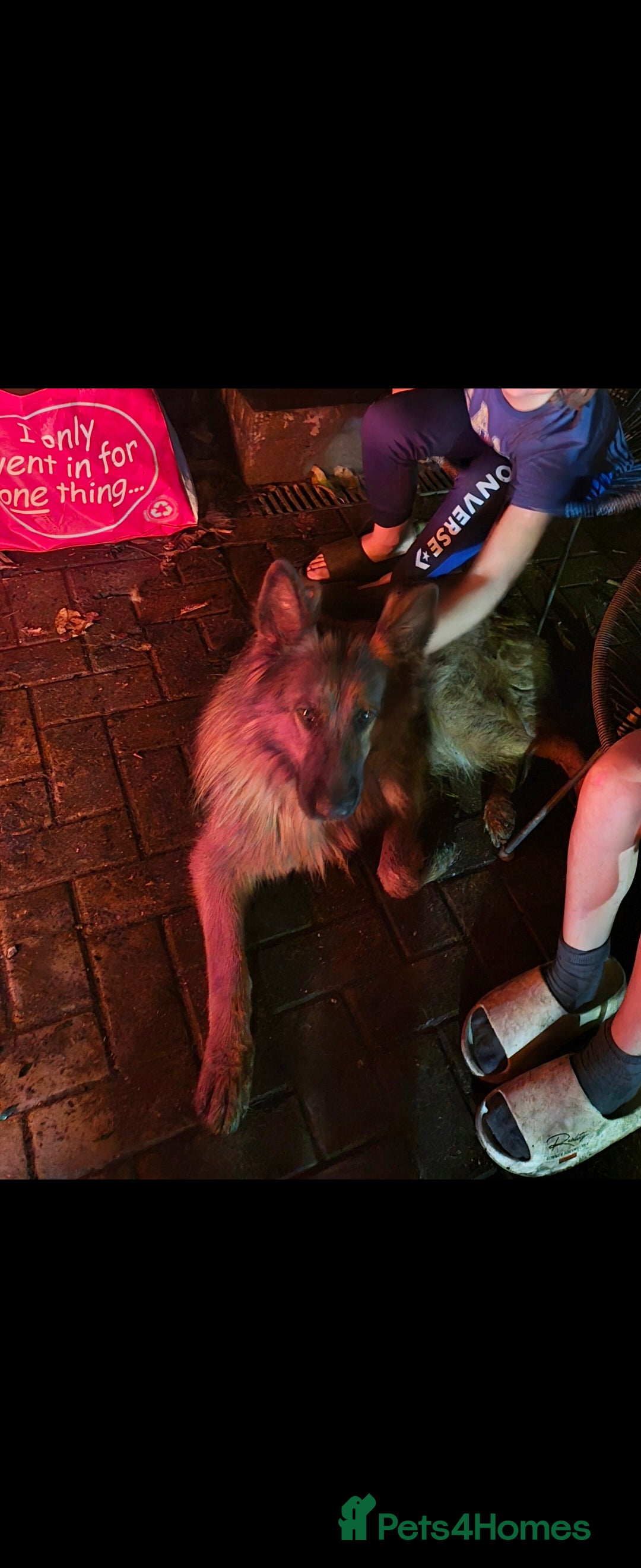 German Shepherd dogs for sale: 4 years and a half quality GSD female for sale - Image 1