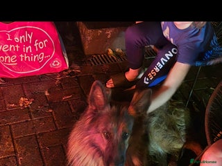 German Shepherd dogs - Advert 1