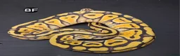 Python Snake reptiles for sale: Baby Royal Pythons, Females various Morphshs  - Advert 5