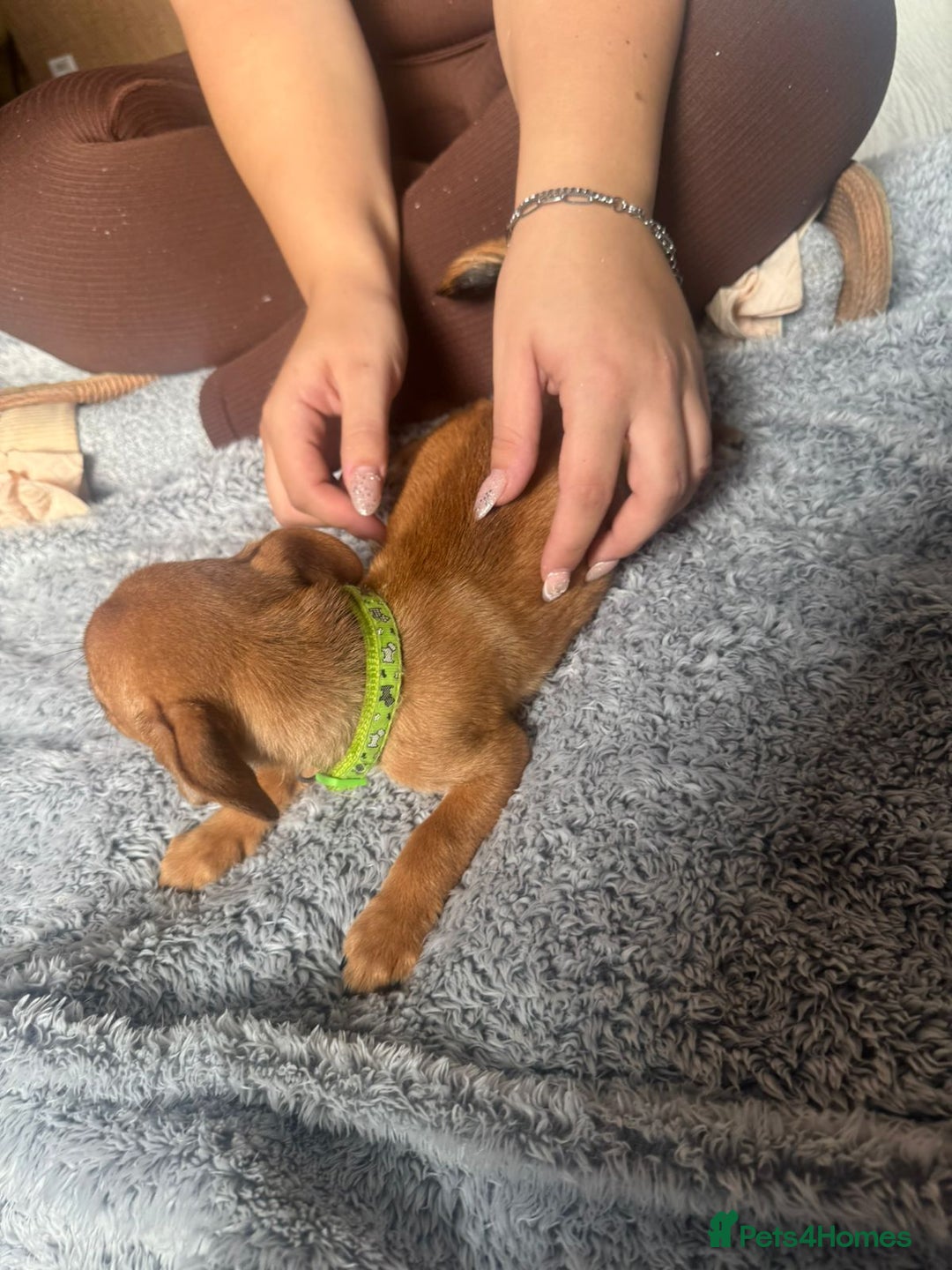 Mixed Breed dogs for sale: Chihuahua puppies £300 - Image 17