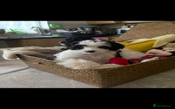 Maltipoo dogs for sale: Maltipoo puppies for sale  - Image 25