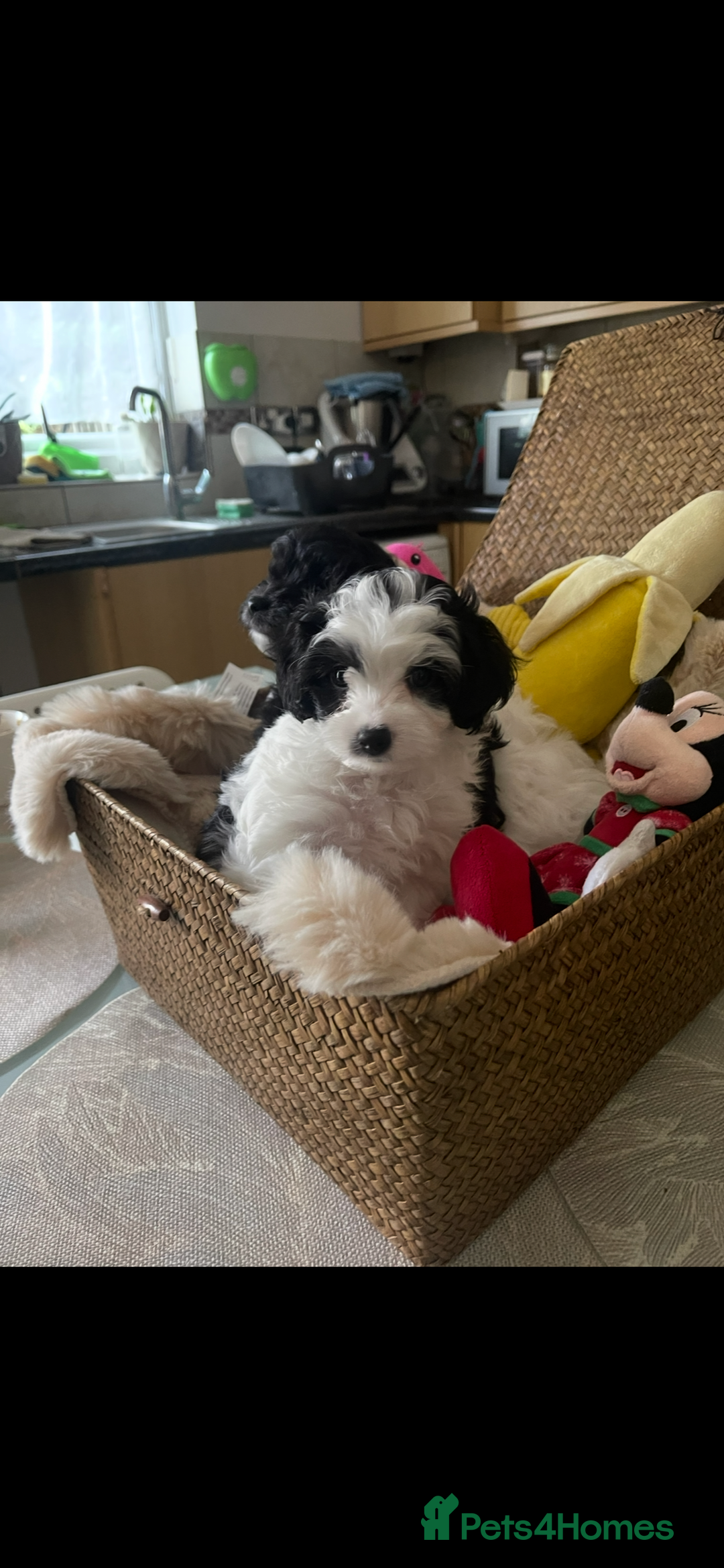Maltipoo dogs for sale: Maltipoo puppies for sale  - Image 25