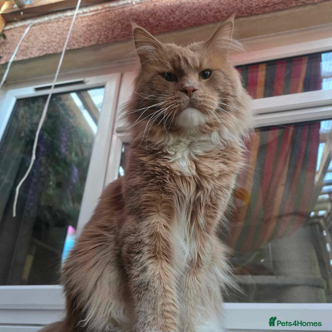 Maine Coon cats for sale: Mainecoon kittens tica registered  - Advert 2