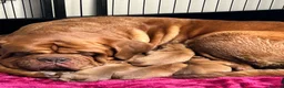 Dogue De Bordeaux dogs for sale: Bordeaux Babies - Advert 20