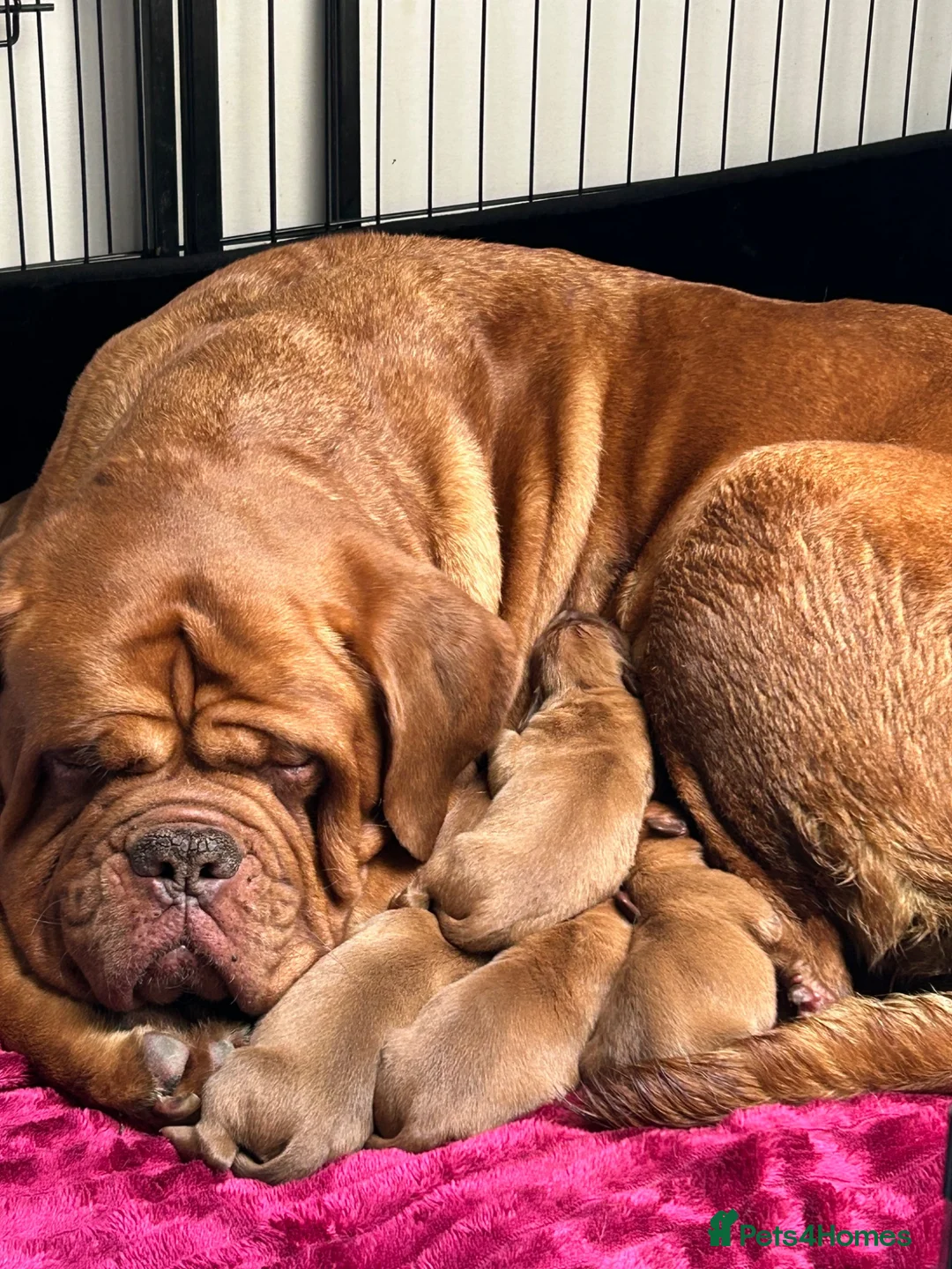 Dogue De Bordeaux dogs for sale: Bordeaux Babies - Advert 20